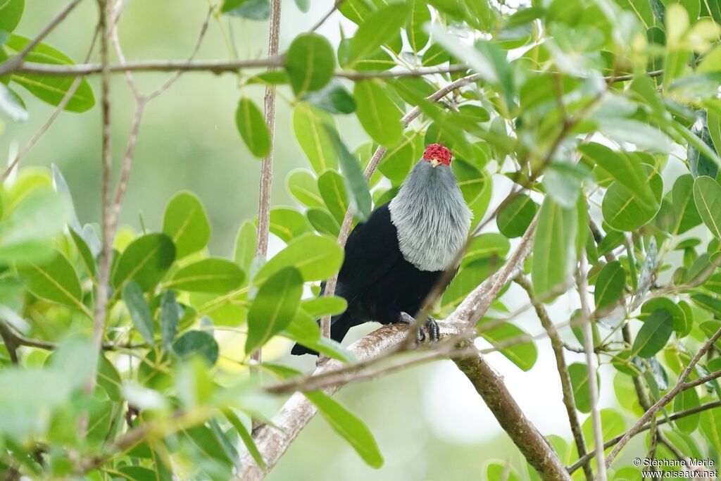 Seychelles Blue Pigeonadult