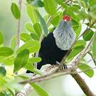 Founingo rougecap