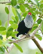 Seychelles Blue Pigeon