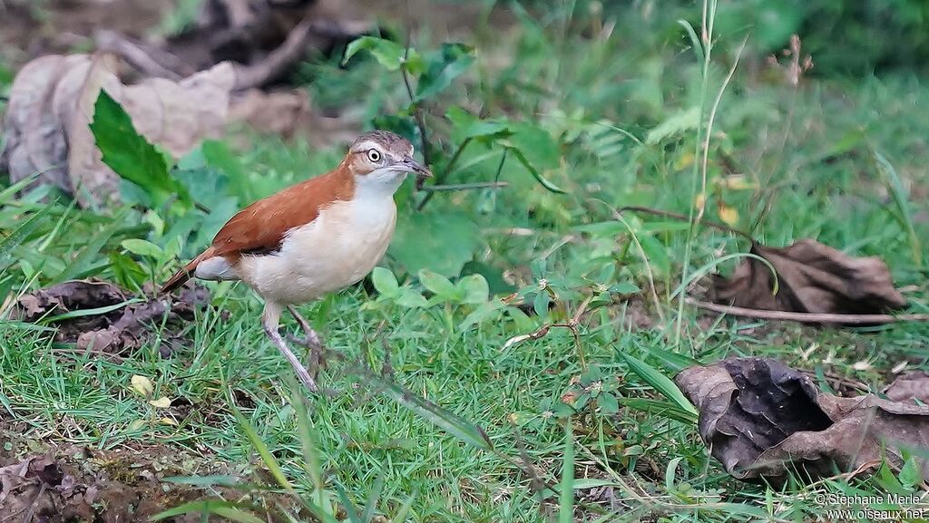 Pale-legged Hornero