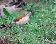 Pale-legged Hornero