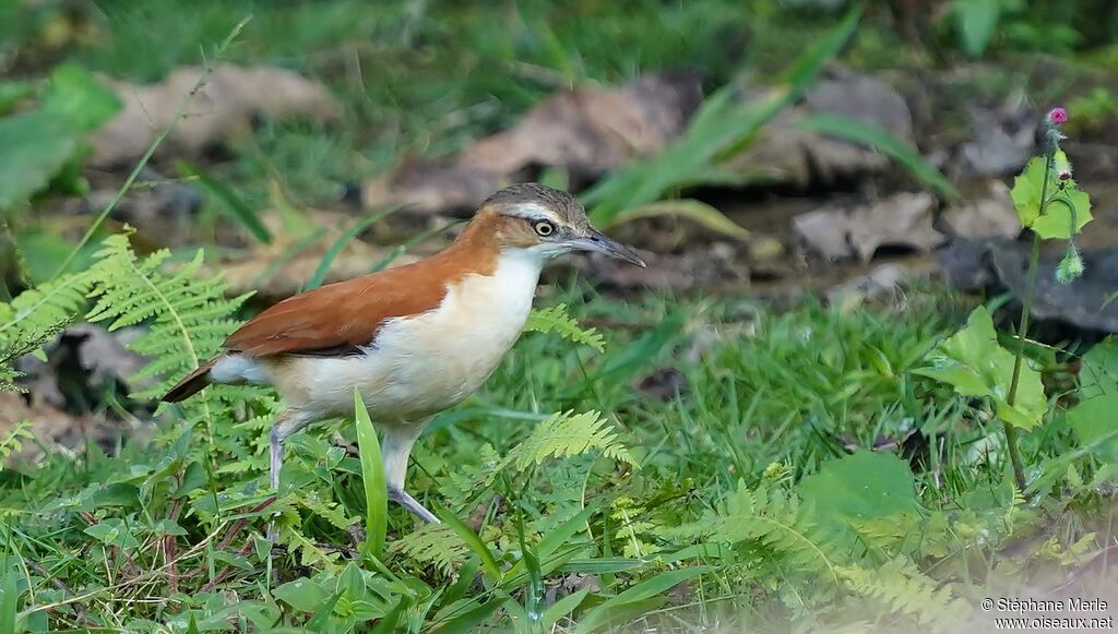 Pale-legged Hornero