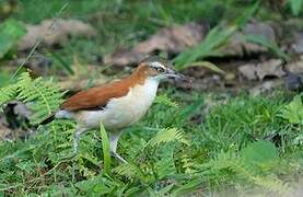 Pale-legged Hornero