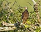 Francolin à bec jaune