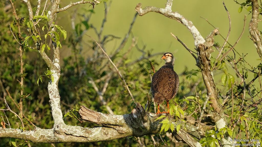 Francolin à bec jaune