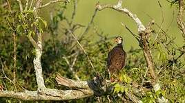 Francolin à bec jaune