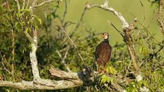 Heuglin's Spurfowl