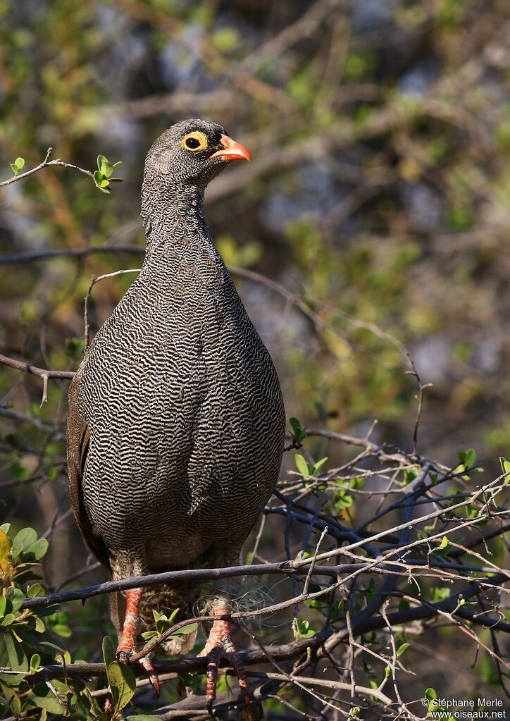 Red-billed Spurfowladult