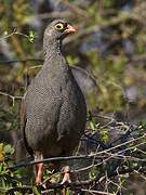 Red-billed Spurfowl