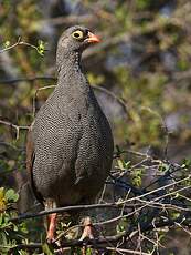 Francolin à bec rouge