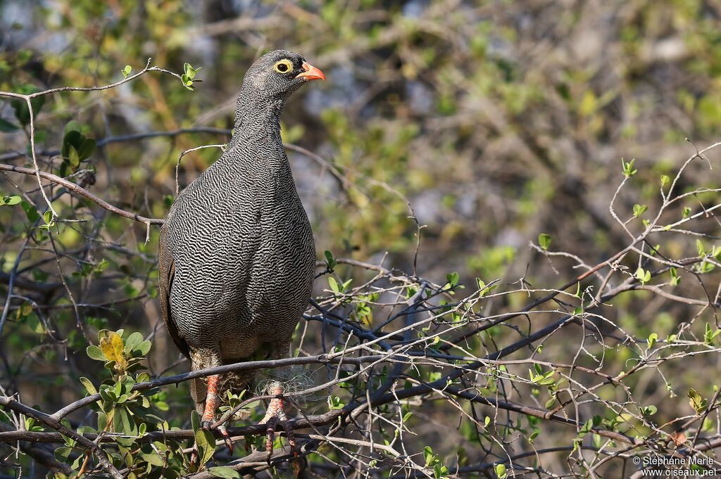 Francolin à bec rougeadulte