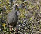 Francolin à bec rouge