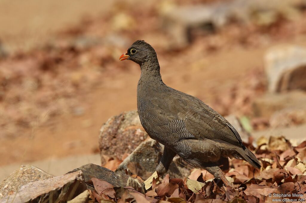 Red-billed Spurfowl