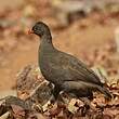 Francolin à bec rouge