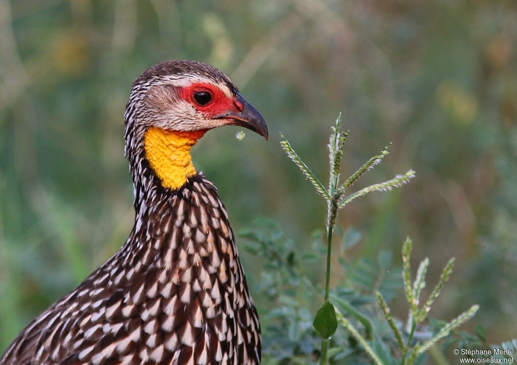 Francolin à cou jauneadulte