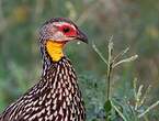 Francolin à cou jaune