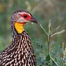 Francolin à cou jaune