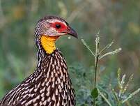 Francolin à cou jaune