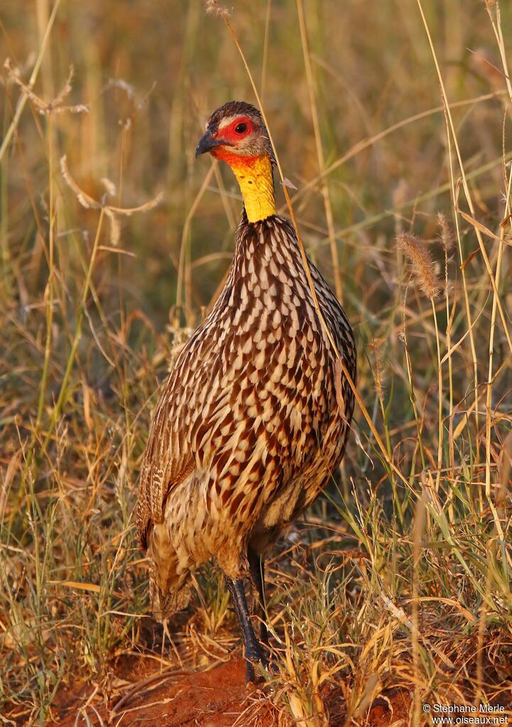 Francolin à cou jauneadulte