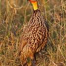 Francolin à cou jaune