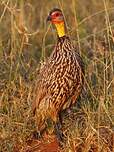 Francolin à cou jaune