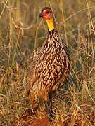 Yellow-necked Spurfowl