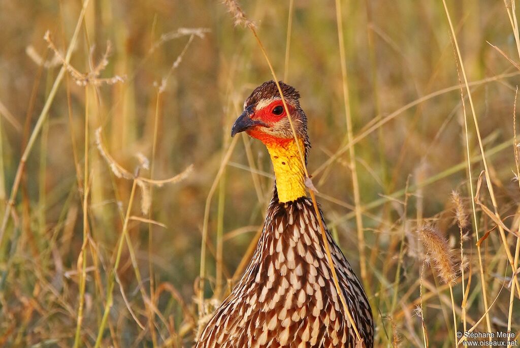 Francolin à cou jauneadulte