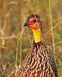 Francolin à cou jaune