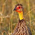 Francolin à cou jaune