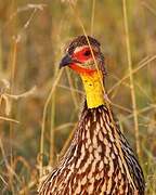 Yellow-necked Spurfowl