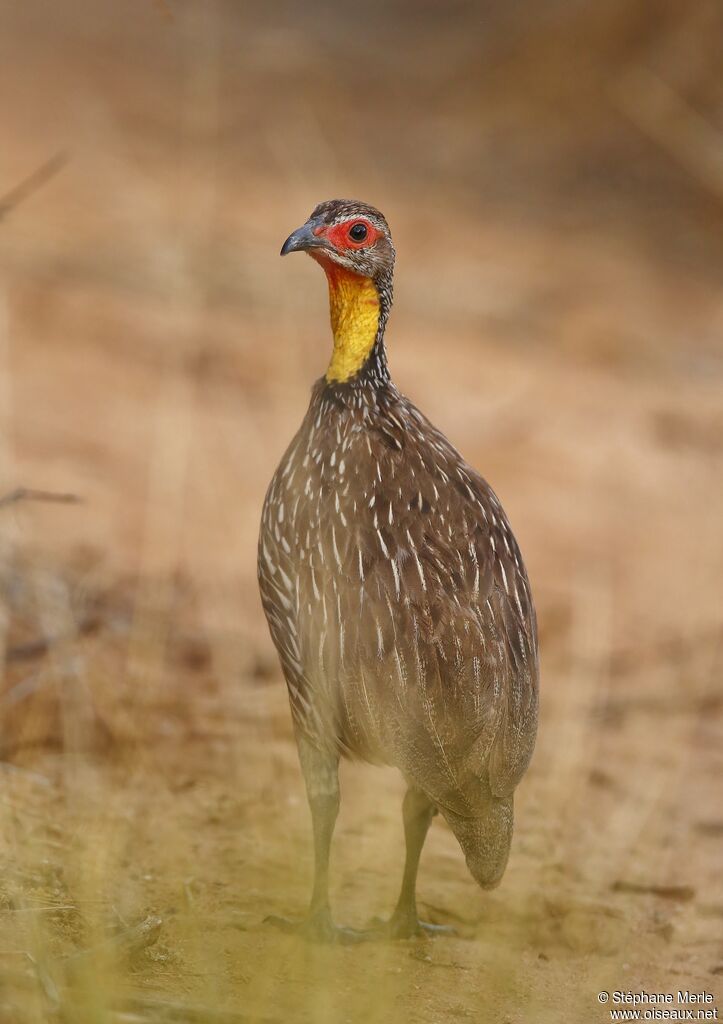 Francolin à cou jauneadulte