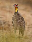 Francolin à cou jaune