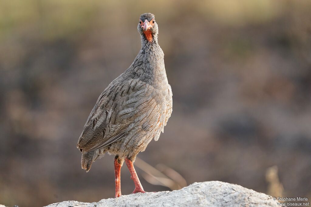 Francolin à gorge rougeadulte