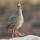 Francolin à gorge rouge