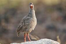 Francolin à gorge rouge