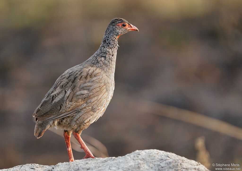 Francolin à gorge rougeadulte