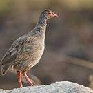 Francolin à gorge rouge