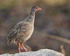 Francolin à gorge rouge