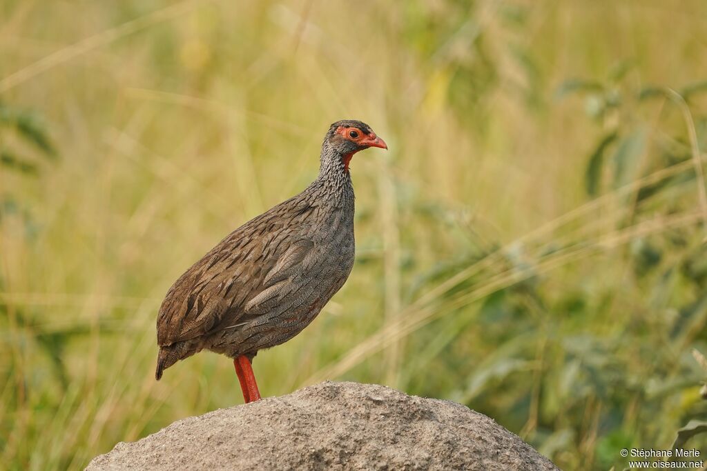 Francolin à gorge rougeadulte