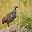 Francolin à gorge rouge