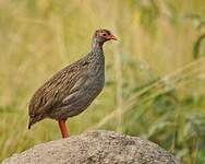 Francolin à gorge rouge