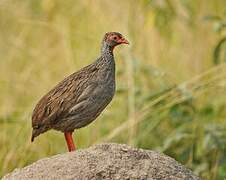 Red-necked Spurfowl