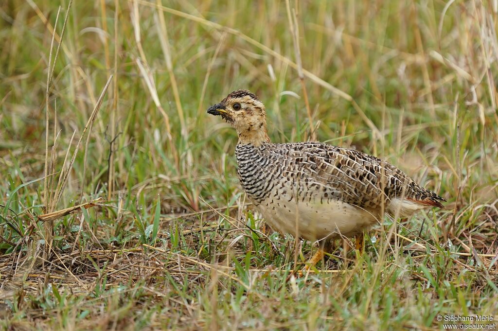 Francolin coqui mâle adulte