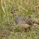 Francolin coqui