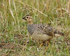 Coqui Francolin