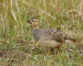 Francolin coqui