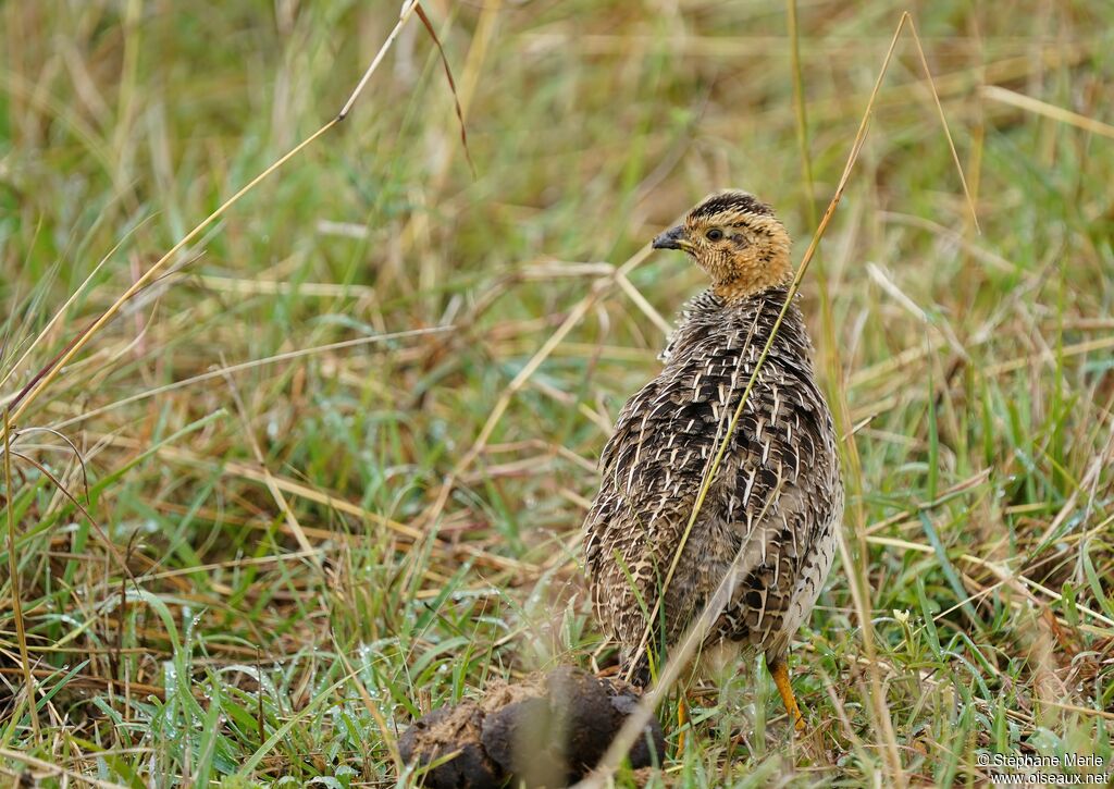 Coqui Francolin male adult