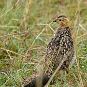 Coqui Francolin