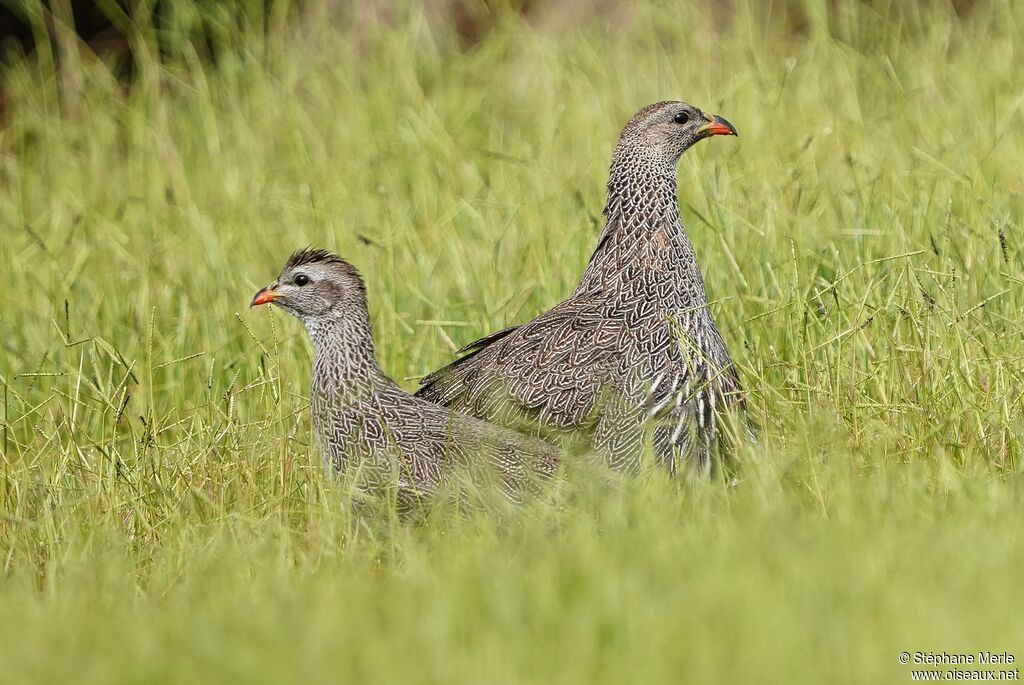 Francolin criard