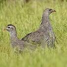 Francolin criard
